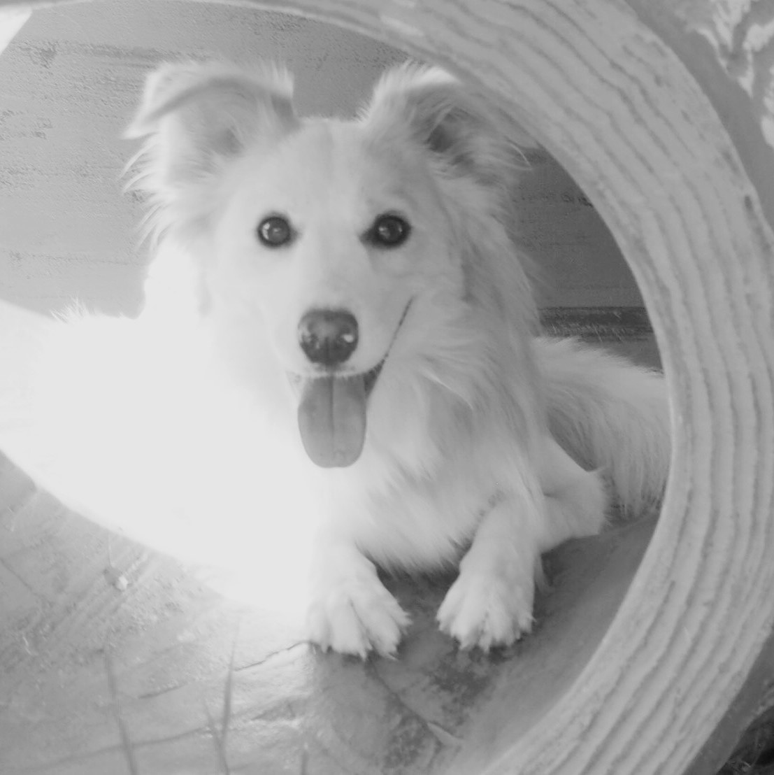 愛犬のモカ